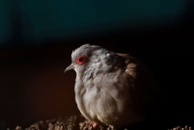 Close-up of bird