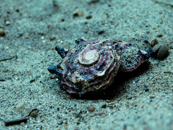 Close-up of crab on sand at beach