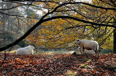 Sheep and leaves on tree