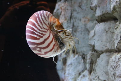 Close-up of seashell