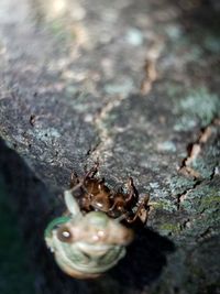 Extreme close up of tree trunk