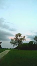 Trees on field against sky