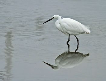 Birds in water