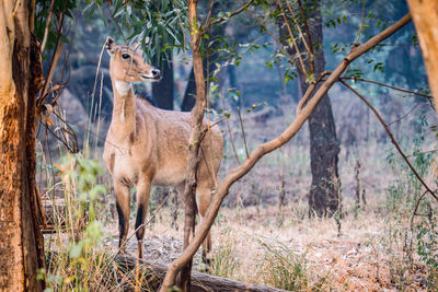 View of a deer on land