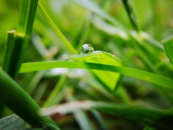 Close-up of insect on green grass