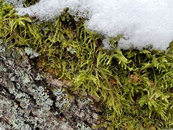 Close-up of tree by water