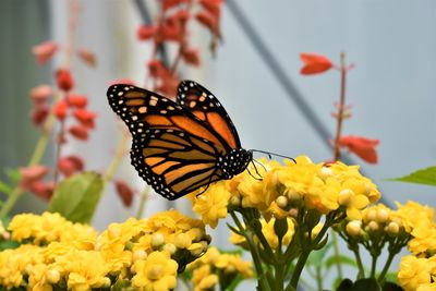 Close-up of butterfly pollinating on yellow flower