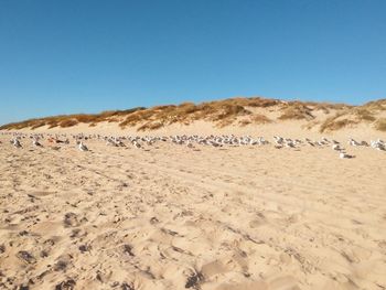 Birds perching at beach against clear blue sky