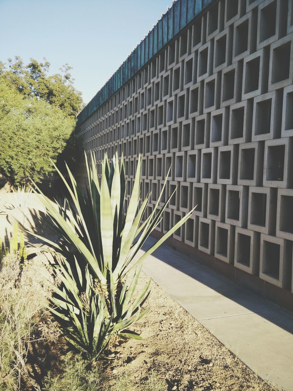 growth, architecture, built structure, shadow, sunlight, plant, clear sky, building exterior, freshness, low angle view, close-up, flower, in bloom, outdoors, sunny, day, growing, blossom, botany, no people, modern, tall - high, high section, springtime, spiked