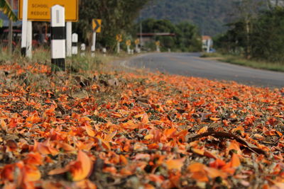 Close-up of autumn leaves