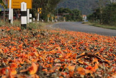 Close-up of autumn leaves