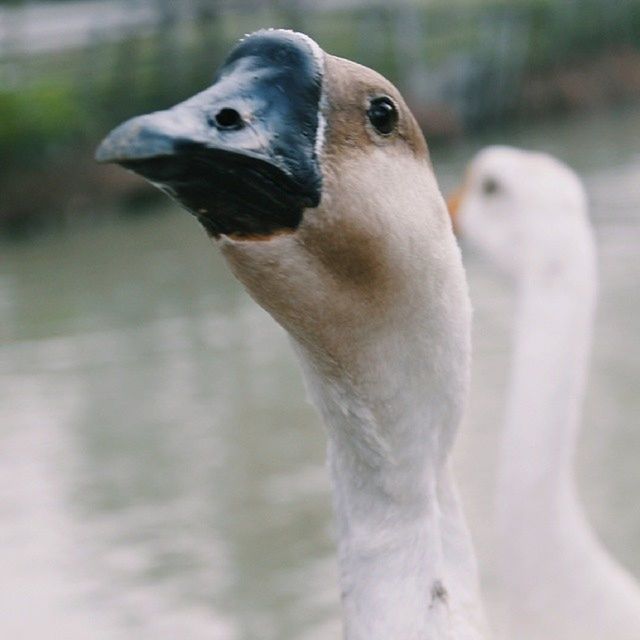 animal themes, one animal, focus on foreground, bird, close-up, wildlife, animals in the wild, beak, animal head, white color, looking away, side view, nature, outdoors, no people, day, zoology, white, vertebrate, portrait