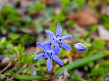 Close-up of purple flowering plant