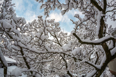 Low angle view of cherry blossom on tree during winter