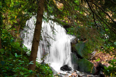 Stream flowing through forest