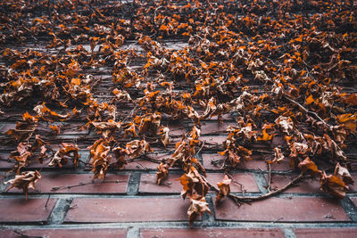 Autumn leaves on brick wall