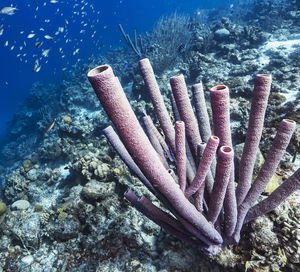 Close-up of fish swimming in sea