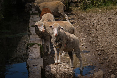 White sheep quenching their thirst in campo imperatore abruzzo