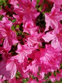 Close-up of pink flowering plant