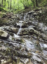 Scenic view of waterfall in forest