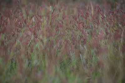 Full frame shot of crops on field