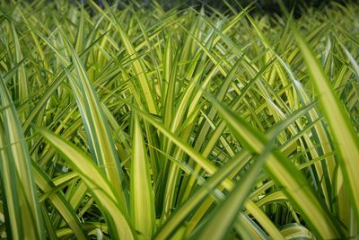 Full frame shot of grass