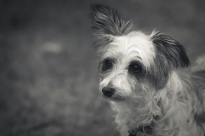 Close-up of dog looking away