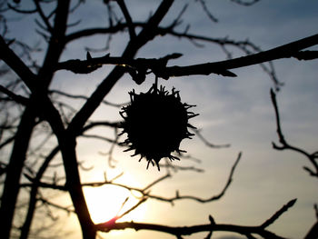 Close-up of branches against blurred background
