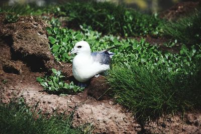 A fulmar trying not to fall off the ledge