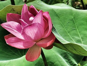 Close-up of pink flowers