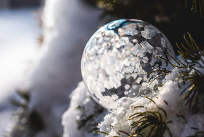 Soap bubble freezing in a snow covered tree on a winter's day.