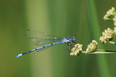 insect