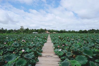 Scenic view of flowering plants against cloudy sky