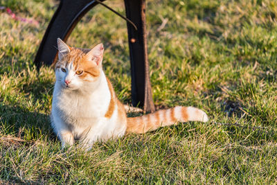 Cat sitting in a field