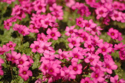 Close-up of pink flowering plants