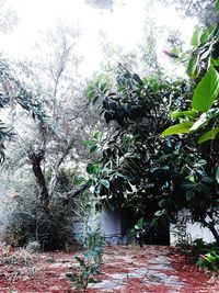 Low angle view of trees in forest