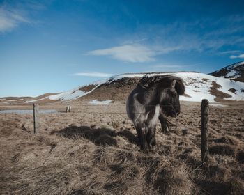 Pony standing by fence on field against blue sky