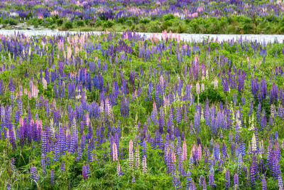 Purple flowering plants on field