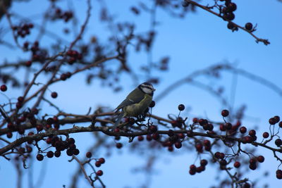 Low angle view of bird perching on branch