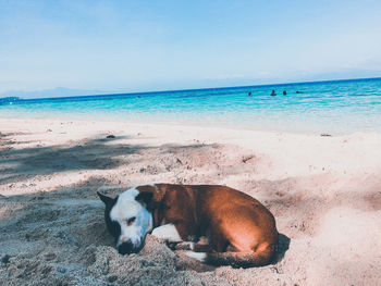 Dog relaxing on beach