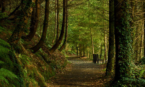 Trees growing in forest