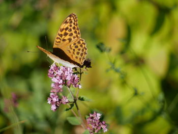 Close-up of butterfly pollinating on purple flower