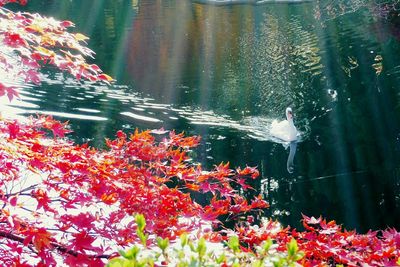 Close-up of koi carps swimming in water