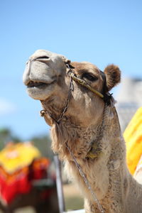 Close-up of a horse against the sky