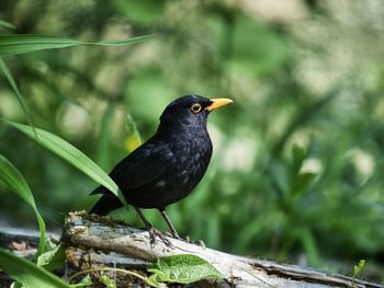 Close-up of bird perching on a tree