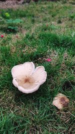 High angle view of mushroom growing on field