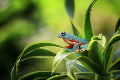 Close-up of lizard on tree