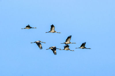 Low angle view of birds flying