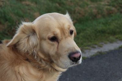 Close-up of golden retriever