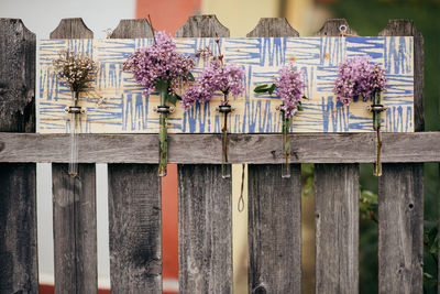 Close-up of purple flowers on wood